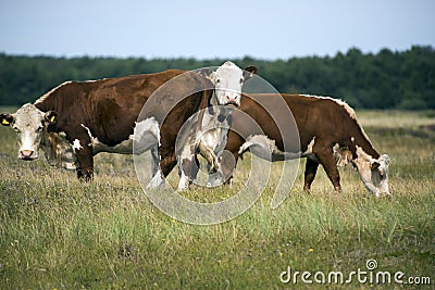 Laesoe island cows Editorial Stock Photo